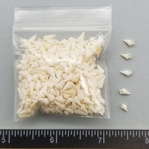 May include: A clear plastic resealable bag filled with numerous small, off-white spiral seashells, accompanied by five individual shells placed to the right, positioned above a ruler showing measurements in inches.
