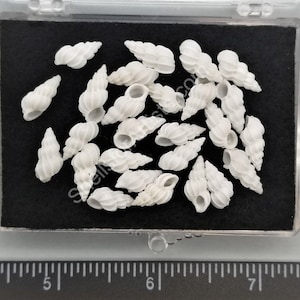 May include: A collection of small, white, spiral-shaped seashells displayed in a clear plastic container with a black interior. The shells are arranged in a random pattern, showcasing their delicate, textured surfaces. The container is placed on a surface with measurement markings.