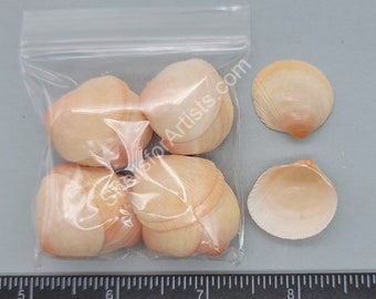Orange Cockles - 24mm to 30mm - 32pcs