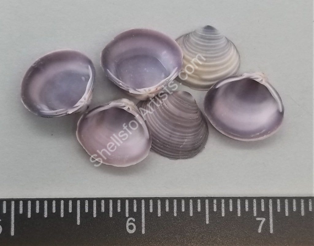 Natural Purple Freshwater clams 15mm to 20mm Etsy