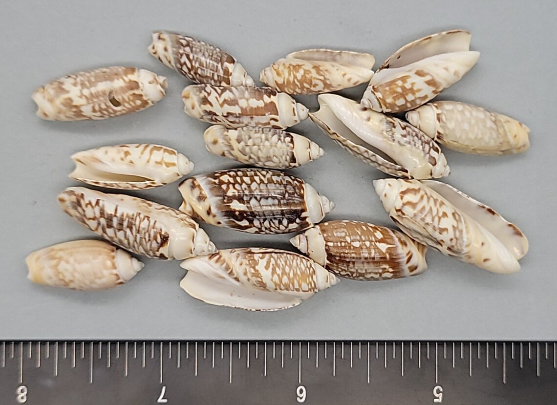 Glossy Indian Olive Shells 22mm to 30mm 3x4 Etsy