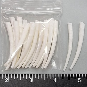 Tusk Shells - Long Smooth White - 45mm to 55mm - 20pcs