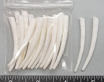 Tusk Shells - Long Smooth White - 45mm to 55mm - 20pcs