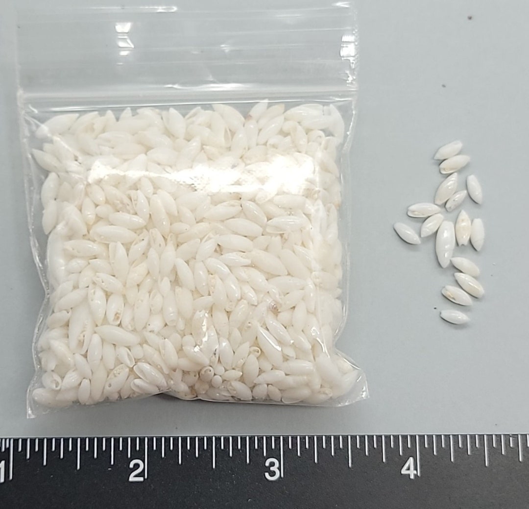 Traditional White Rice Shells From Florida - 5mm to 8mm - 2.5