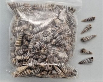 Striped Horn Shells - 10mm to 15mm - 2.5"x3" bag