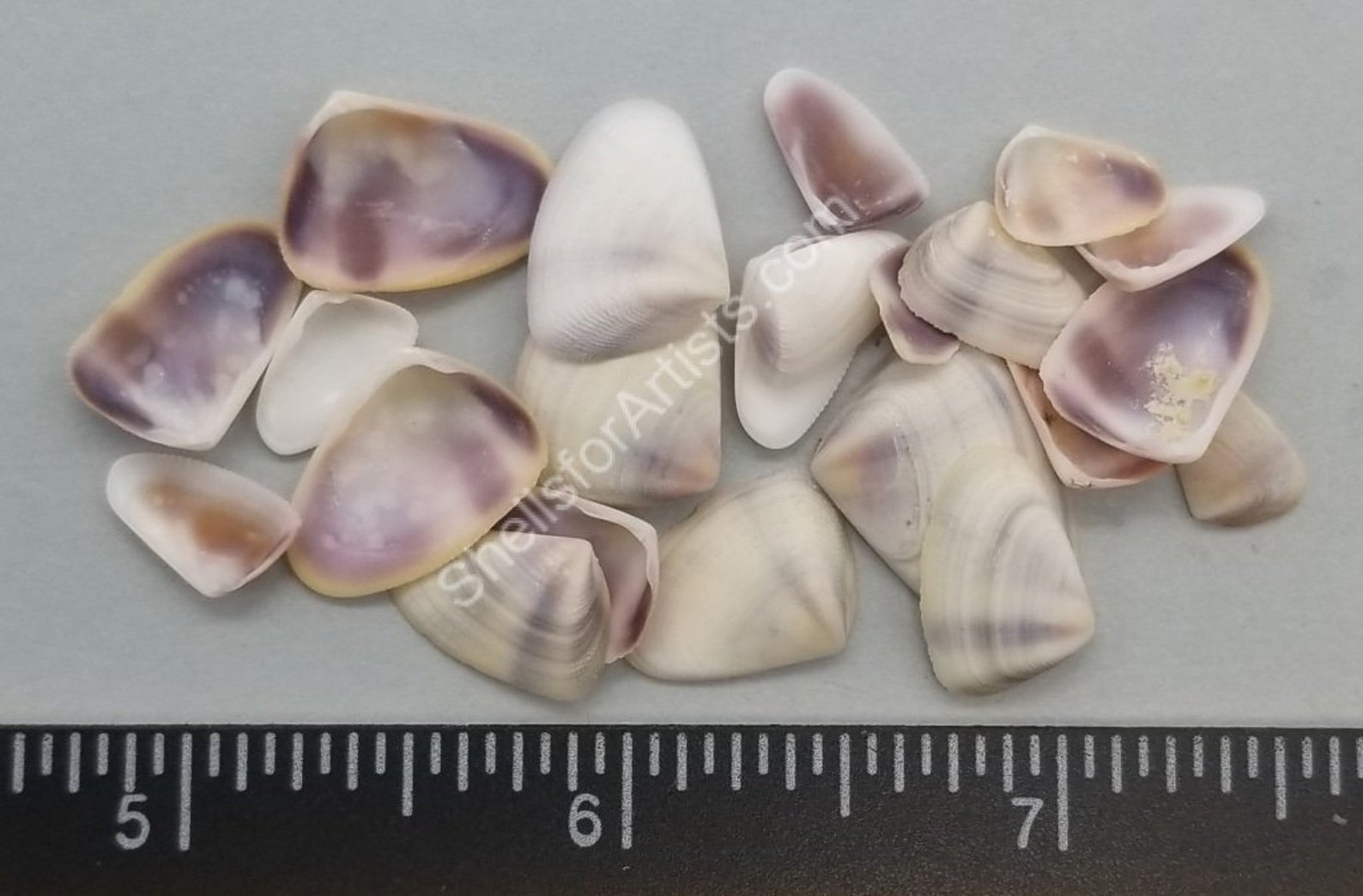 Purple/white Coquina Clams 10mm to 18mm 3x4 Etsy
