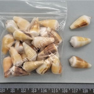 May include: A collection of small, conical sea shells in a clear plastic bag, with three additional shells placed to the right. The shells are cream-colored with brown markings. A ruler at the bottom shows measurements in centimeters.