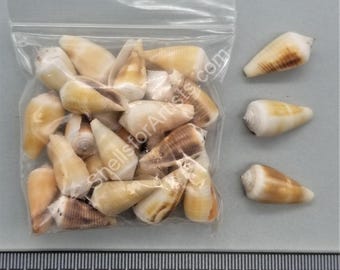 Medium Cone Shells - 24pc clearance
