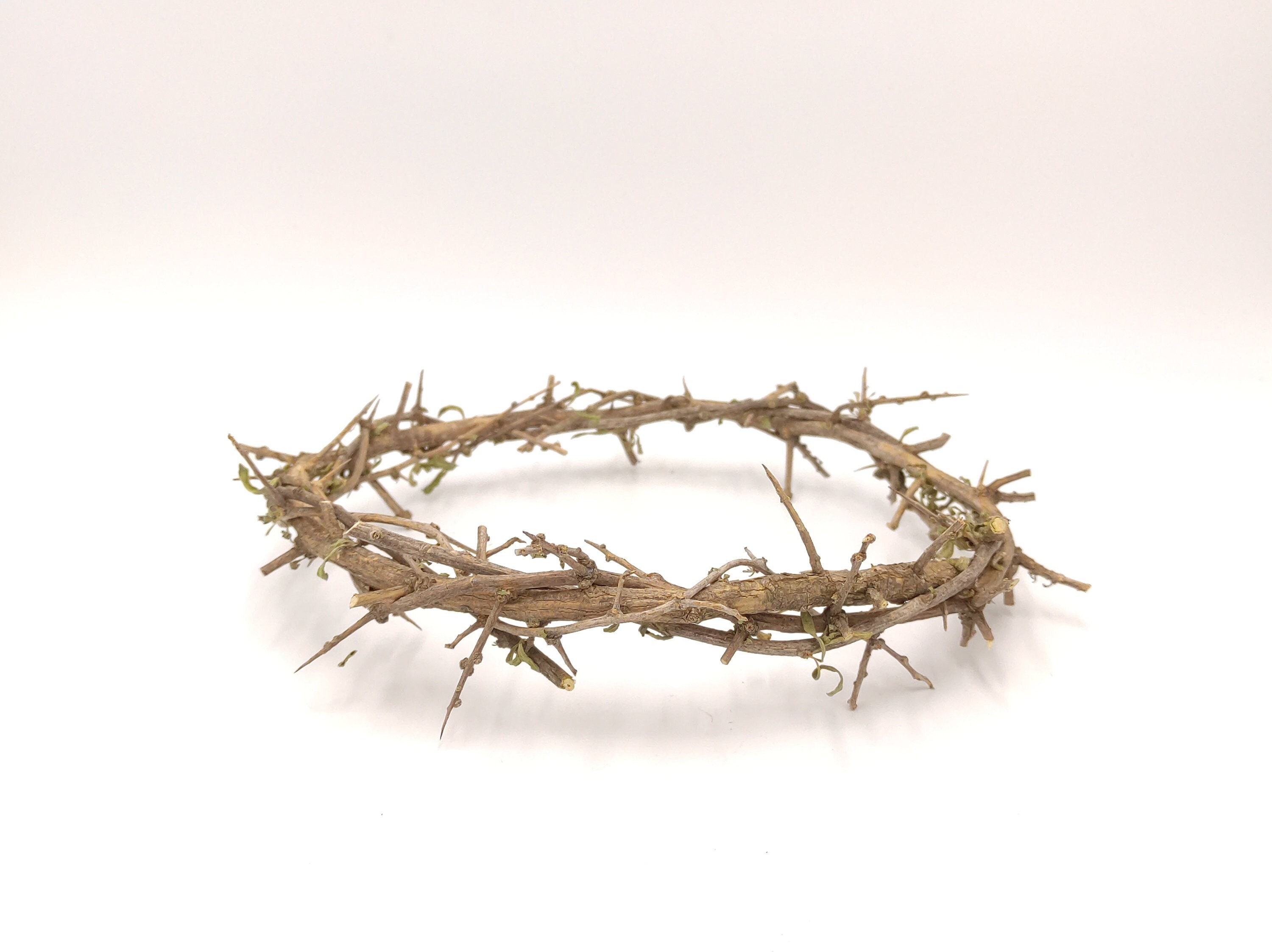 crown of thorns