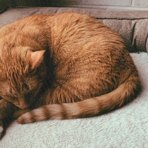 Puede incluir: Un gato atigrado naranja acurrucado descansando en una cama gris para mascotas con un interior blanco y esponjoso. El gato tiene patas blancas y una cola rayada. La cama está contra una pared de color neutro.
