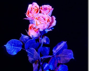 Tea Rose - Rosa Hybrida