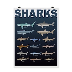 Types of Sharks Vertical Matte Poster