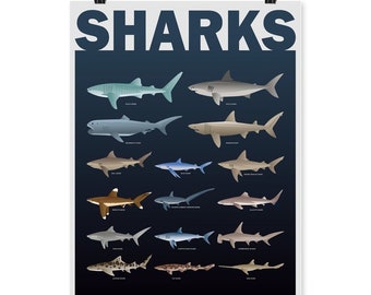 Types of Sharks Vertical Matte Poster
