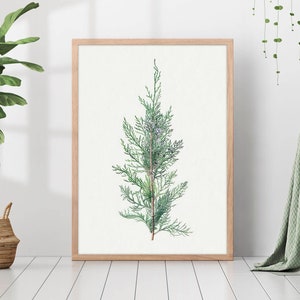 Vintage Juniper Berries Drawing Wall Art Herbarium Winter Antique Retro Botanical Pastel Forest Soft Room Decor Canvas Print Poster Framed