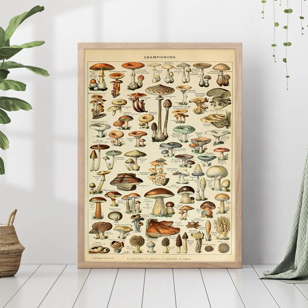 Vintage Mushrooms Botanical Chart Wall Art Antique Science Illustration Retro Boho Cottagecore Room Decor Canvas Nature Print Poster Framed