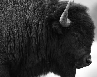 Bison Portrait B&W