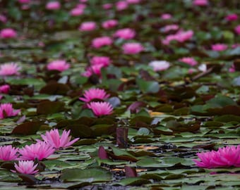 Reinstein Woods Water Lillies
