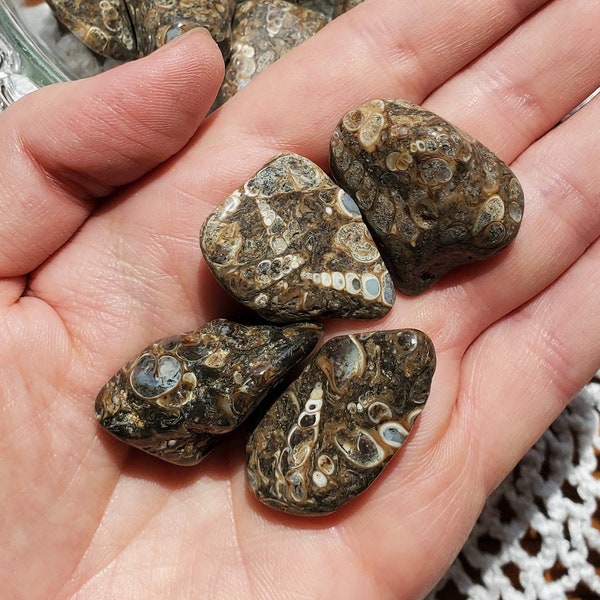 Turritella Fossil Agate- Tumbled Crystal, Gemstone