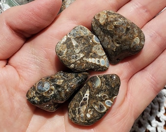 Turritella Fossil Agate- Tumbled Crystal, Gemstone