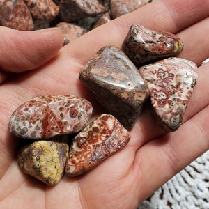 Leopard Skin Jasper- Tumbled- Crystal- Gemstone