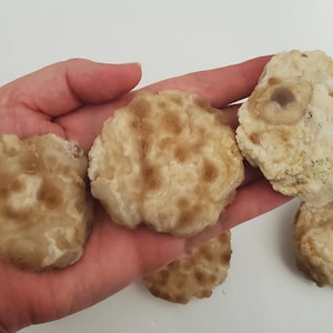May include: Four round, light brown and white agate geode slices with a rough, textured surface.