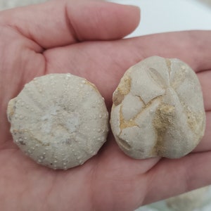 Amazing Raw Sea Urchin Fossil- Healing, Metaphysical