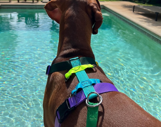 Colorful Dog Harness | Adjustable Hiking Dog Harness | Modular Adventure Harness for Puppy Panniers | Handmade Dog Gear