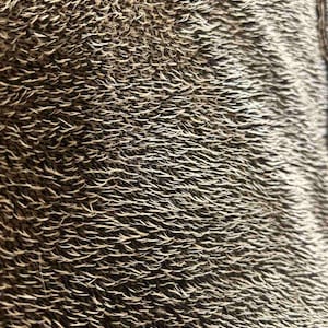 May include: Close-up of a brown and white animal fur texture. The fur is short and dense, with a slightly wavy pattern.