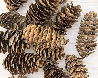 Western Massachusetts New England MEDIUM HEMLOCK Mini PINECONES Variations  ~Real Mother Nature&#39;s Creation