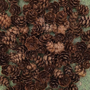 HEMLOCK MINI PINECONES ~Real Mother Nature&#39;s Creation 10 -100