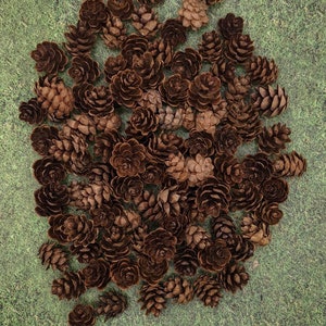 10 -100 HEMLOCK MINI PINECONES ~Real~Mother Nature's Creation