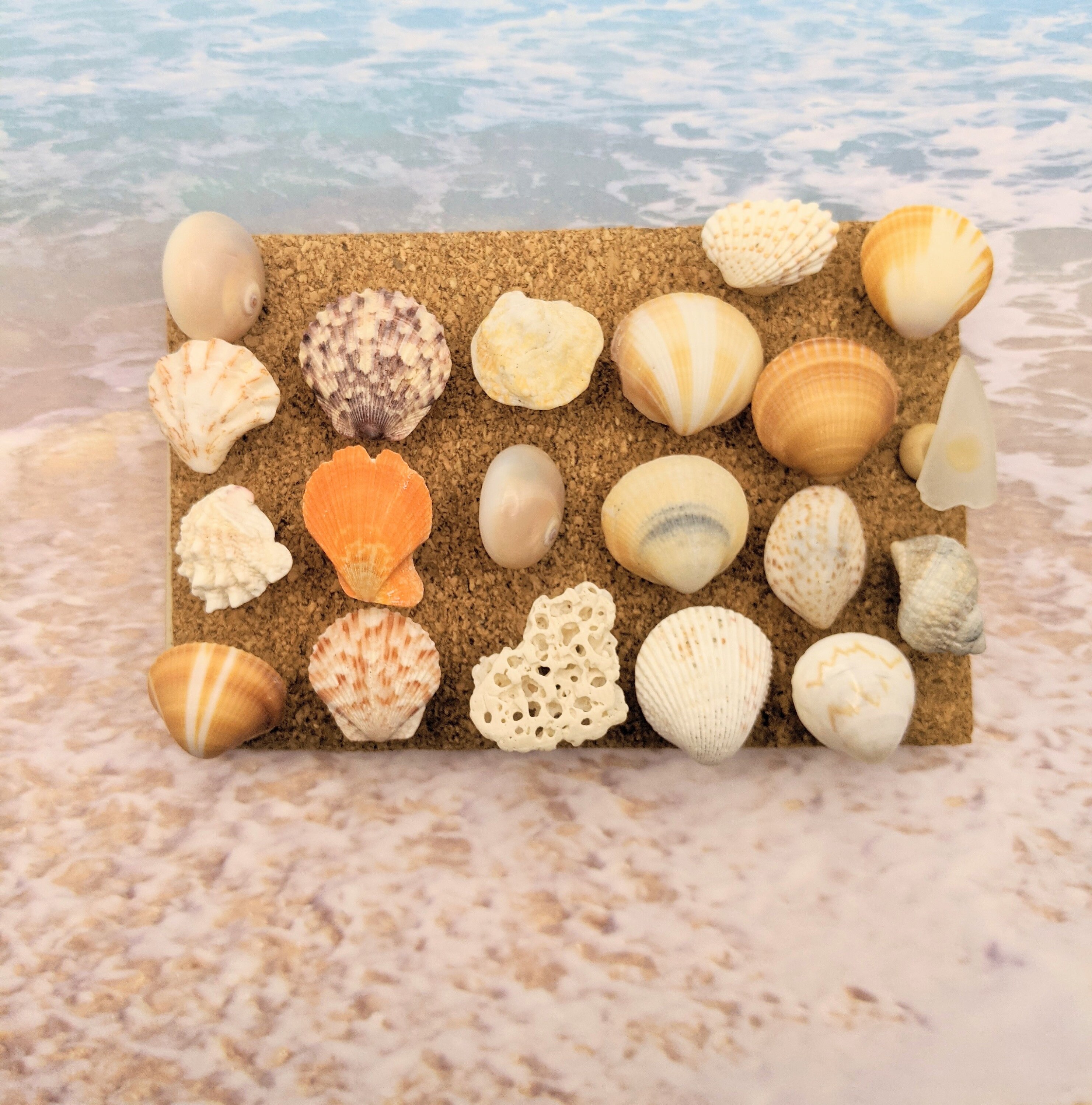 Real Life 20 BEACH PUSH PINS, Seashells, Coral, Sea Glass, All From