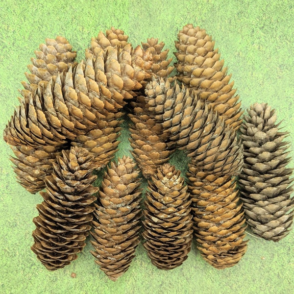 12 Natural SUGAR PINE CONES Free Shipping