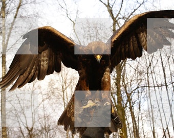 Golden Eagle. Golden Eagle Print. Bird of Prey Prints. Birds of Prey Photography. Wildlife photography.