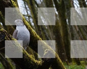 Northen Goshawk. Northen Goshawk Print. Bird of Prey Prints. Birds of Prey Photography. Wildlife photography.