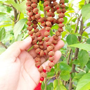 9ムキ(面)ルドラクシャ10mm1連Rudraksha(M) 9 Mukhi Rudraksha Mala / Nine Face Rudraksh Rosary Java Lab