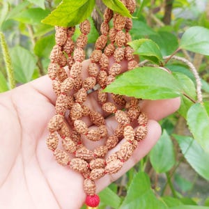 2 Mukhi Rudraksha Mala 2 Face Rudraksha Necklace 100% All Real Beads 8 To 10mm Beads Size Necklace (With Certificate)