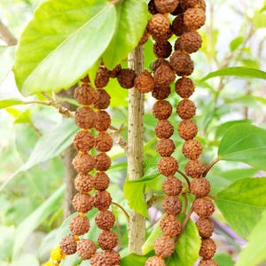 5 Mukhi Rudraksha Mala 9 mm Beads Size 100% Real 5 Face Rudraksha Beads Necklace Nepal Origin Beads 50 cm Rosaries Length Size Energized