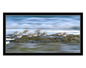 Sandpiper photography, bird fine art photography. wall decor