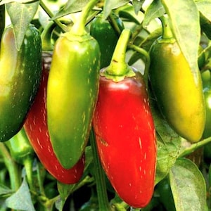 Jalapeno M Pepper Seeds | Hot | Organic