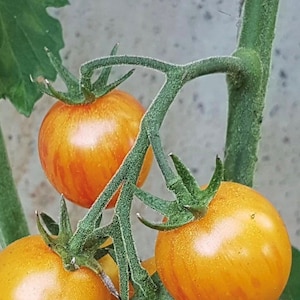 Sunrise Bumble Bee Tomato Seeds | Organic