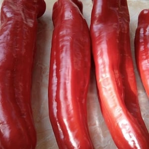 Giant Aconcagua Pepper Seeds | Heirloom