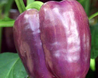 Semi di peperone dolce Purple Beauty / Cimelio / Biologico