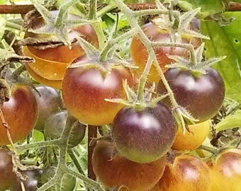 Indigo Cream Berries Tomato Seeds | Organic