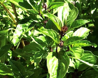 Thai Basil Seeds | Heirloom | Organic