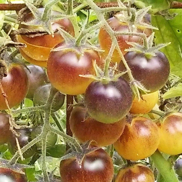 Indigo Cream Berries Tomato Seeds | Organic