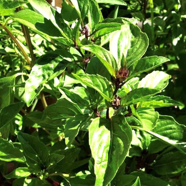Thai Basil Seeds | Heirloom | Organic