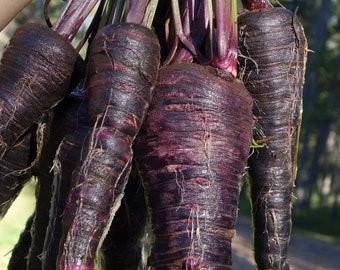 Semi di carota Black Nebula / Biologici