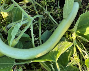 Cucuzzi (Edible) Gourd Seeds | Heirloom