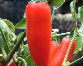 Orange Spice Jalapeno Pepper Seeds | Organic